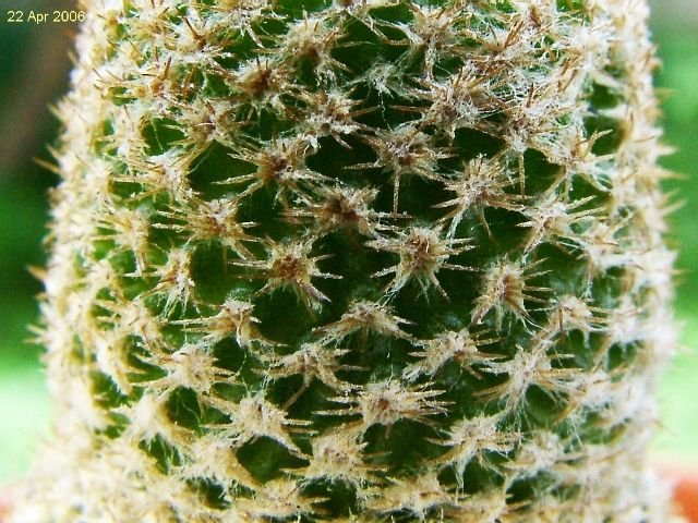 Eriosyce _napina _ssp.lembckei 'duripulpa' RMF277 _13